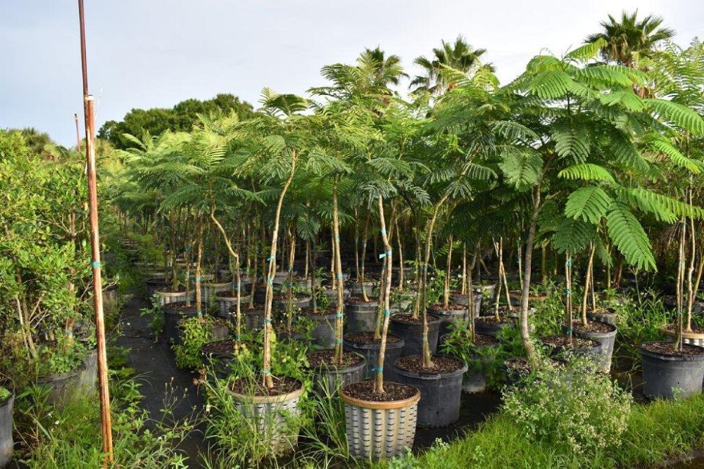 delonix-regia-yellow-royal-poinciana-yellow