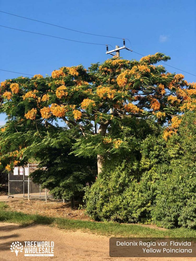 delonix-regia-yellow-royal-poinciana-yellow