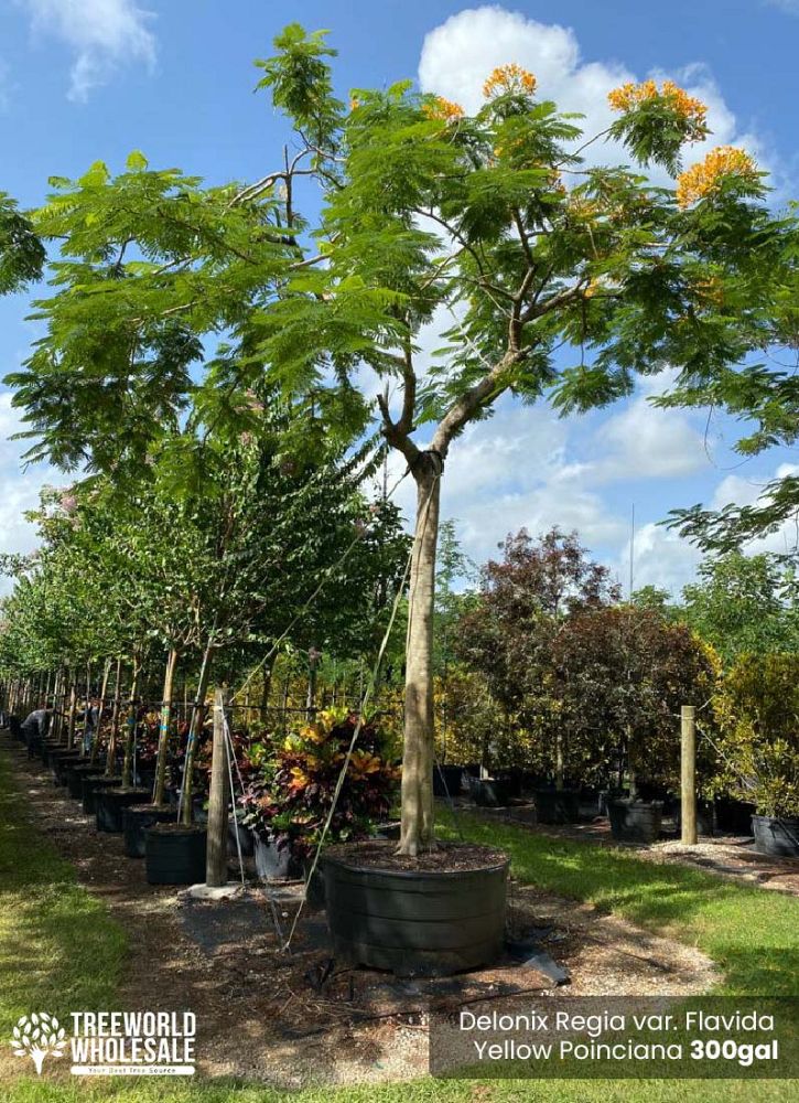 delonix-regia-yellow-royal-poinciana-yellow