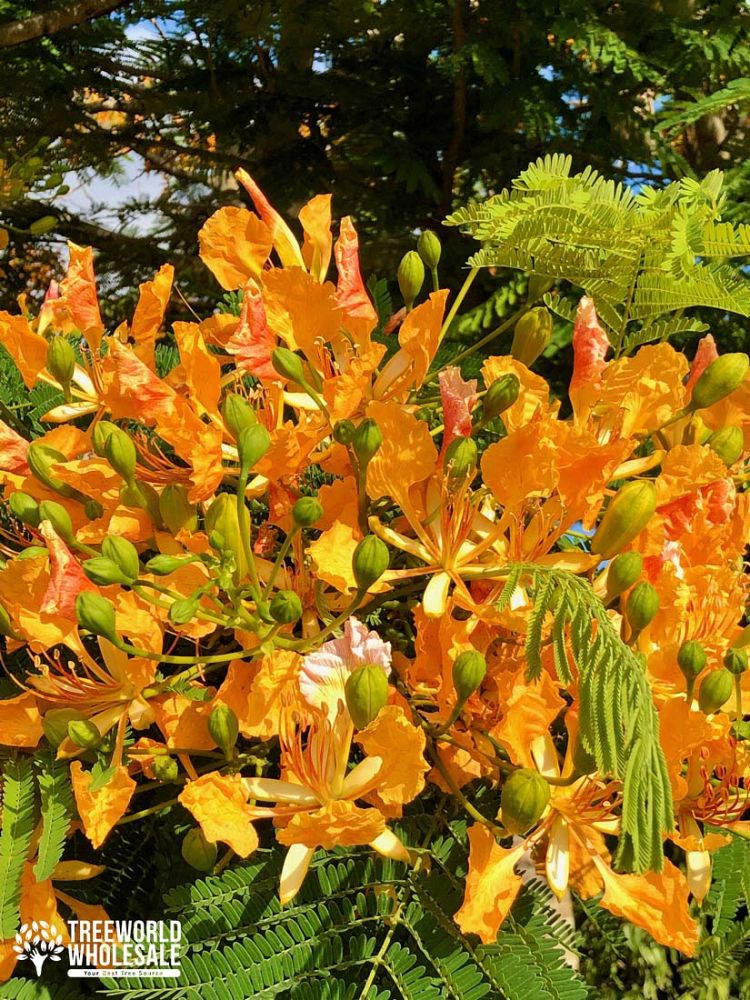 delonix-regia-yellow-royal-poinciana-yellow