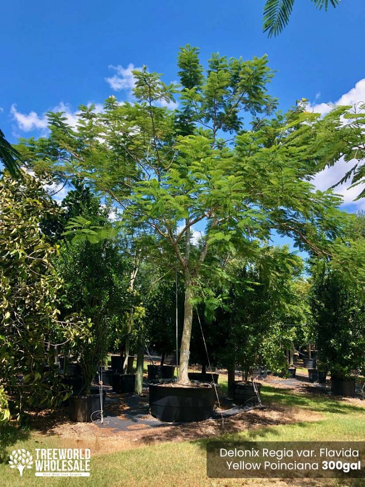 delonix-regia-yellow-royal-poinciana-yellow