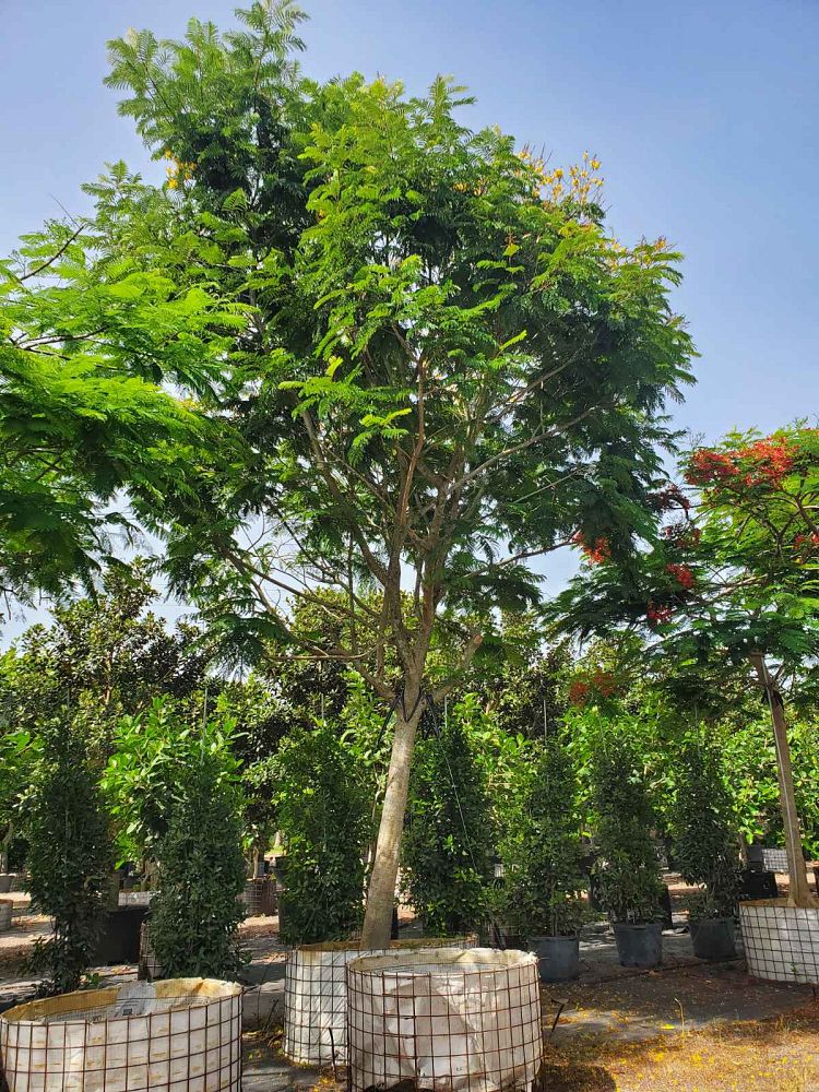delonix-regia-yellow-royal-poinciana-yellow
