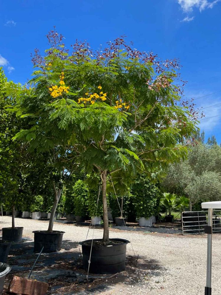delonix-regia-yellow-royal-poinciana-yellow