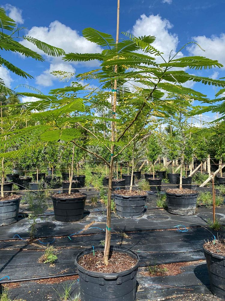 delonix-regia-yellow-royal-poinciana-yellow
