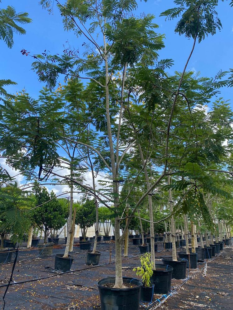 delonix-regia-yellow-royal-poinciana-yellow