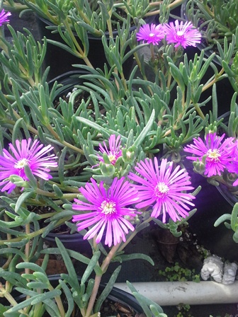 delosperma-cooperi-hardy-ice-plant