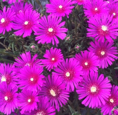 delosperma-cooperi-hardy-ice-plant