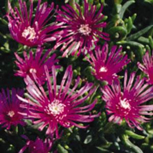 delosperma-cooperi-hardy-ice-plant