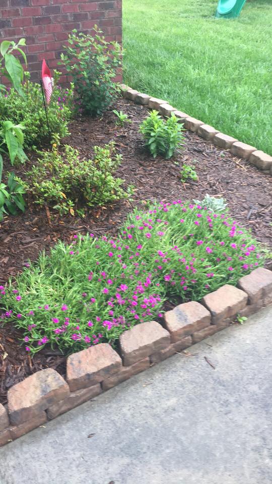 delosperma-cooperi-hardy-ice-plant