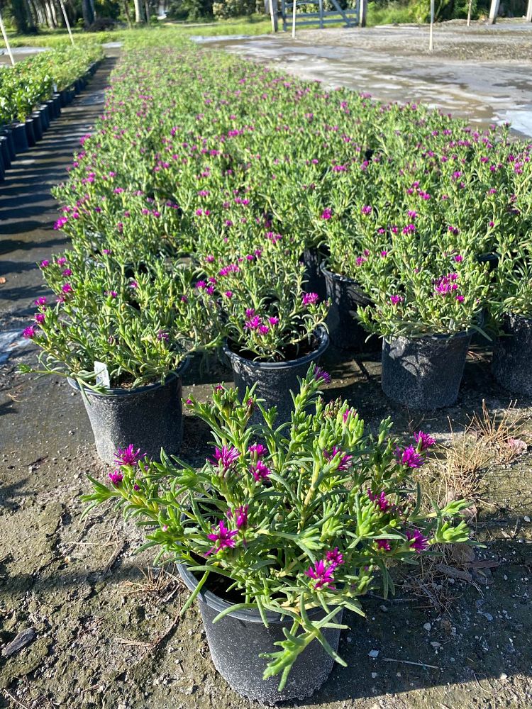 delosperma-cooperi-hardy-ice-plant