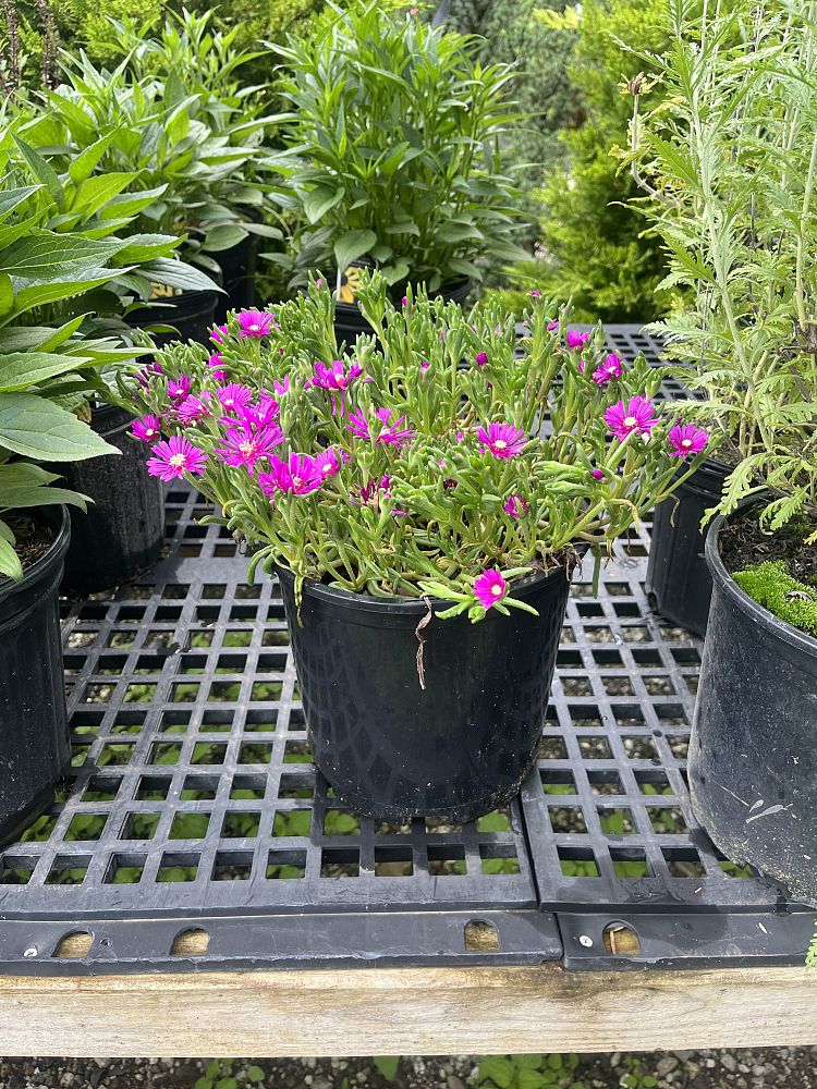 delosperma-cooperi-hardy-ice-plant