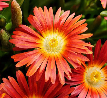 delosperma-cooperi-w1813-ppaf-wheels-of-wonder-hot-orange-wonder-ice-plant
