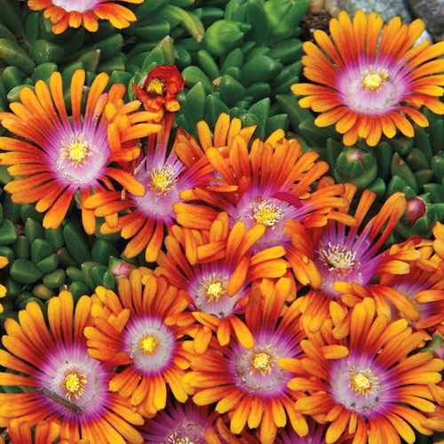 delosperma-fire-spinner-ice-plant