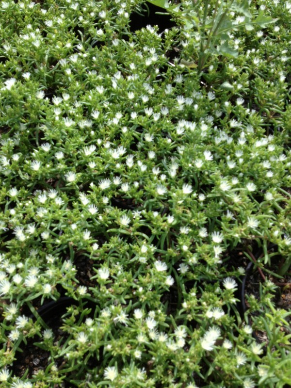delosperma-herbeau-ice-plant-hardy-white