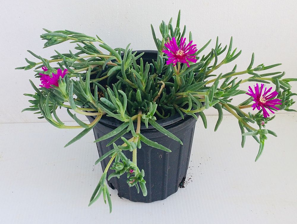 delosperma-ice-plant