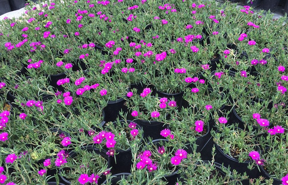 delosperma-ice-plant