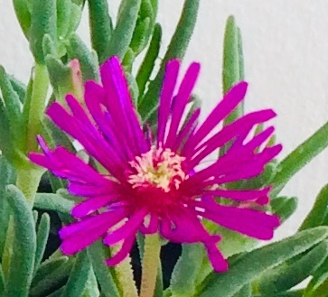 delosperma-ice-plant