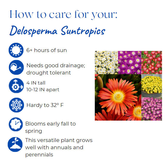delosperma-ice-plant