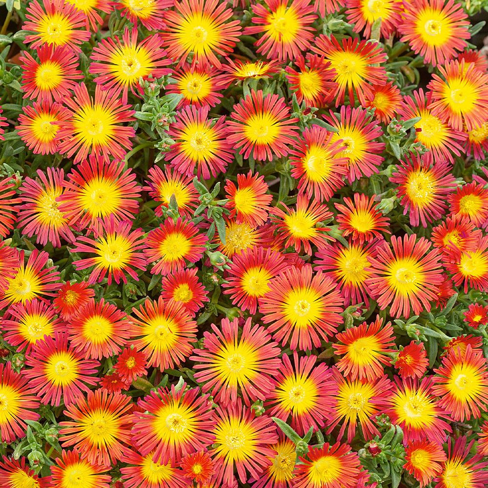 delosperma-ice-plant