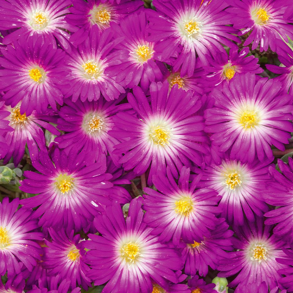 delosperma-ice-plant