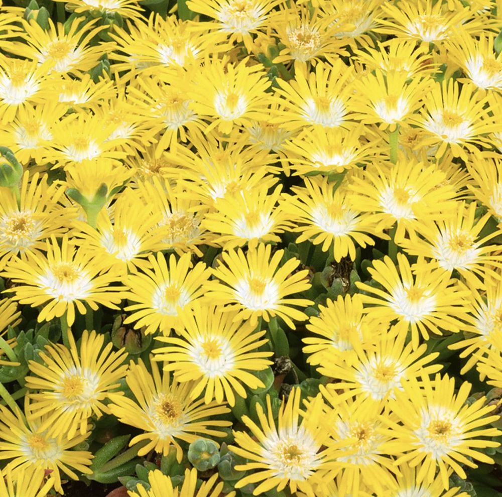 delosperma-ice-plant