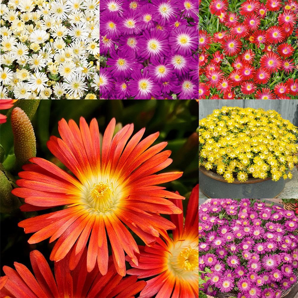 delosperma-ice-plant