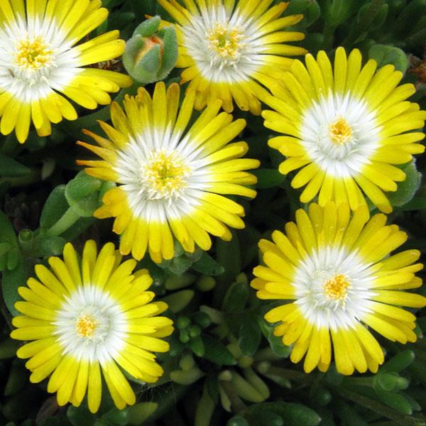delosperma-jewel-of-the-desert-peridot-ice-plant