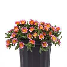 delosperma-ocean-sunset-orange-glow