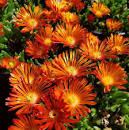 delosperma-ocean-sunset-orange-vibe