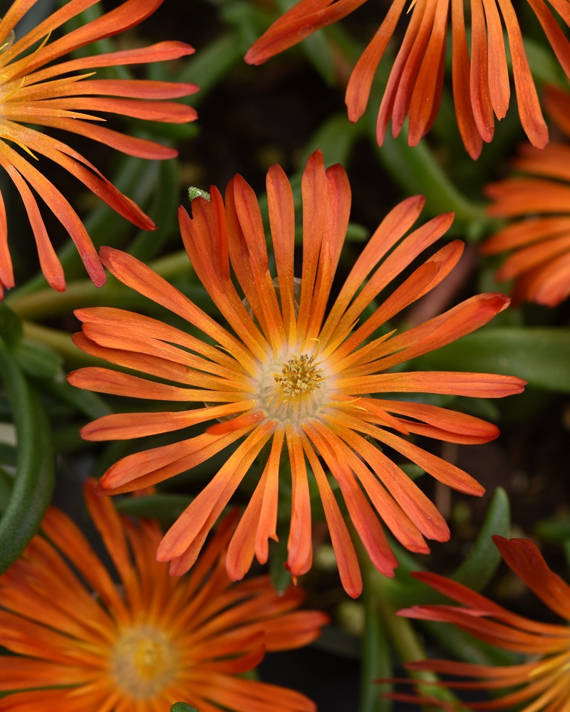 delosperma-ocean-sunset-orange-vibe