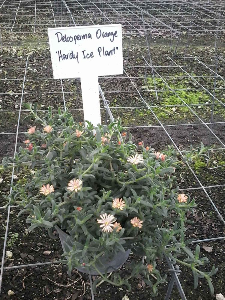 delosperma-perfect-orange-ice-plant