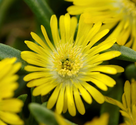 delosperma-wow-golden-wonder-ice-plant