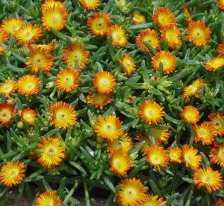delosperma-wow-orange-wonder-ice-plant