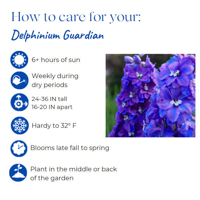 delphinium-elatum-guardian-blue-candle-delphinium-larkspur