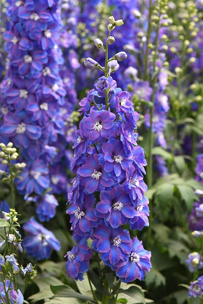 delphinium-elatum-guardian-blue-candle-delphinium-larkspur