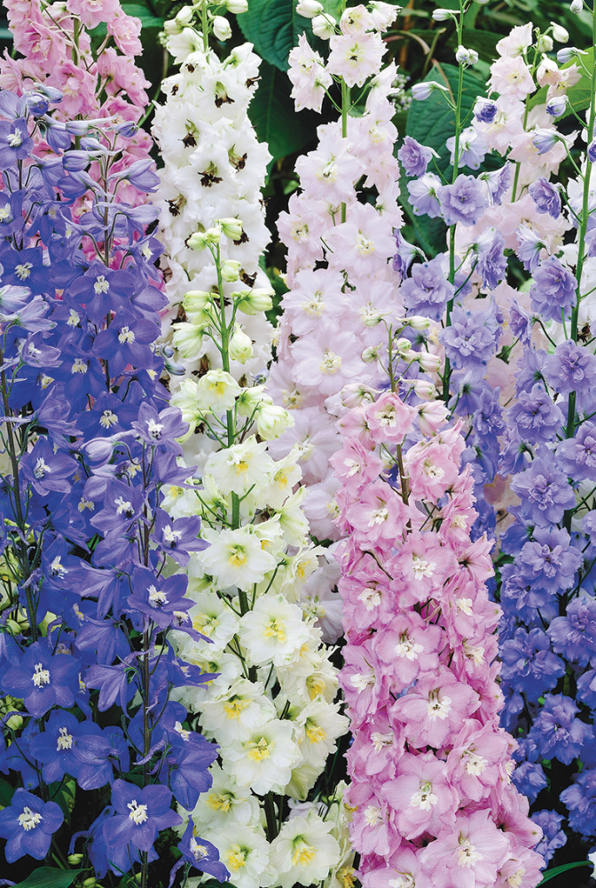 delphinium-elatum-new-millennium-dwarf-stars-candle-delphinium-larkspur