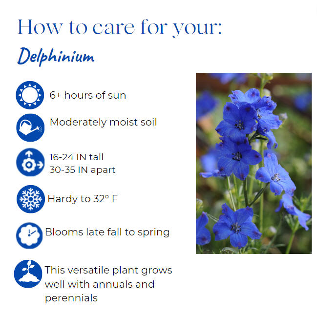 delphinium-grandiflorum-diamonds-blue-chinese-larkspur