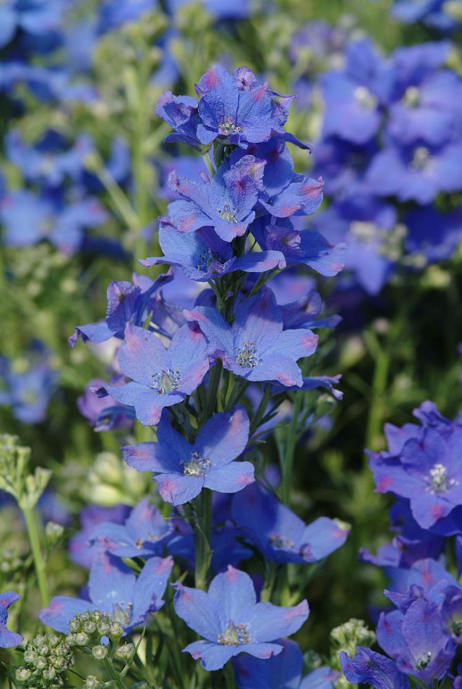 delphinium-grandiflorum-diamonds-blue-chinese-larkspur