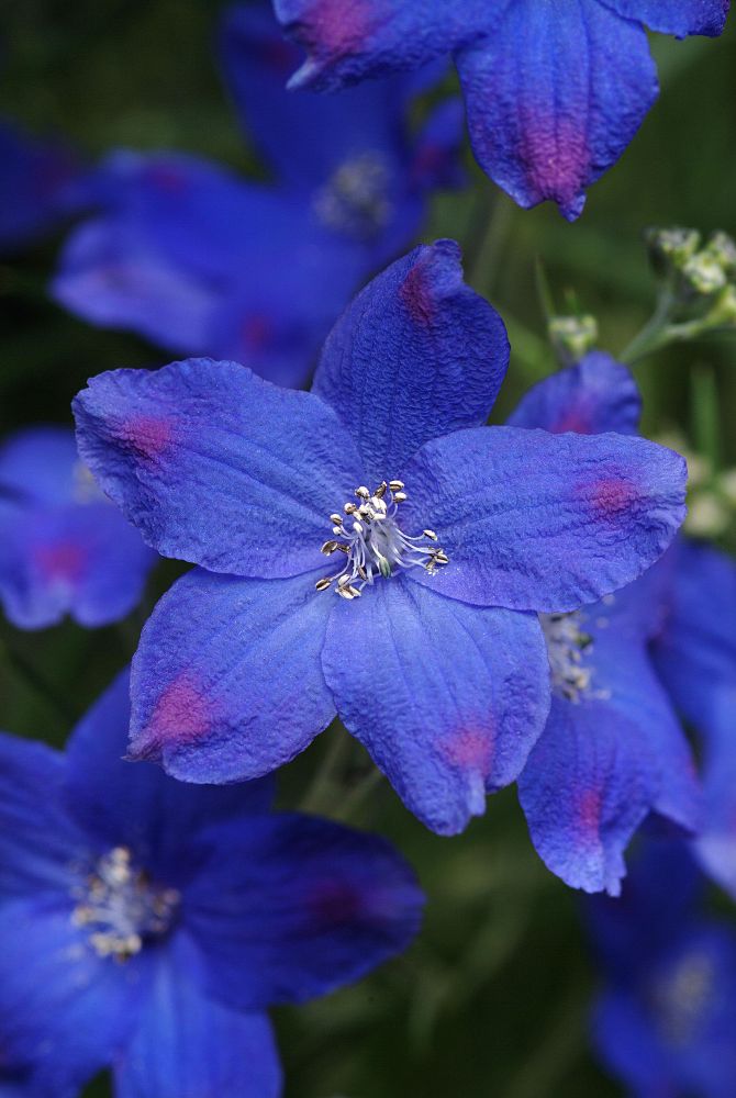 delphinium-grandiflorum-diamonds-blue-chinese-larkspur