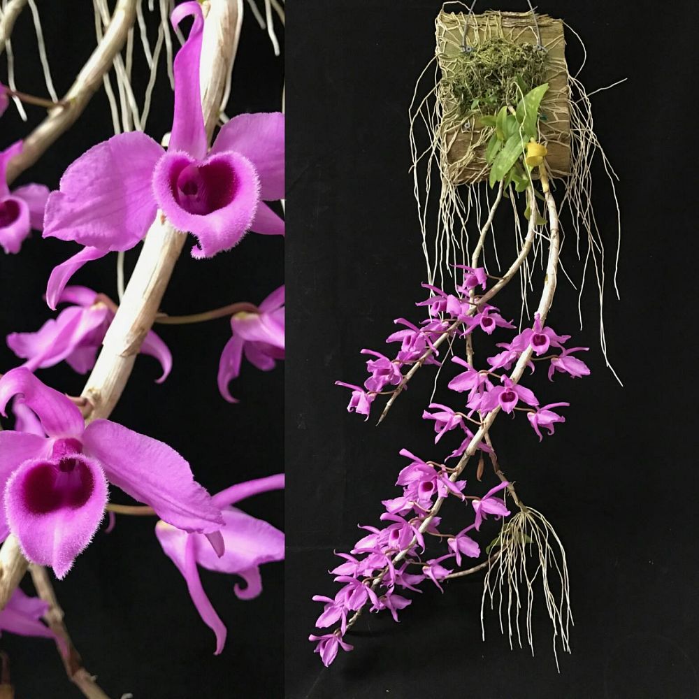dendrobium-anosmum-dendrobium-species-orchid