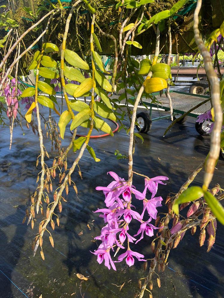 dendrobium-anosmum-dendrobium-species-orchid