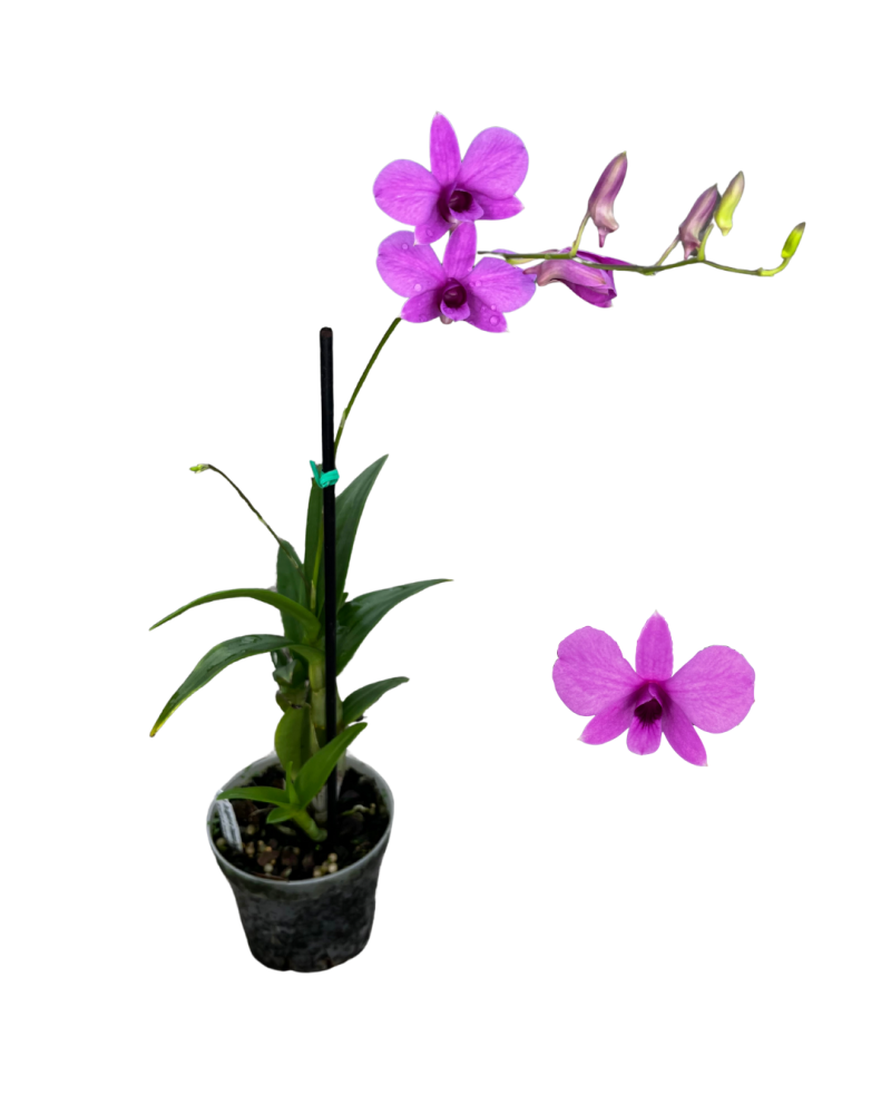 dendrobium-bigibbum-compactum-cooktown-orchid-dendrobium-zeschia-lynn-orchid