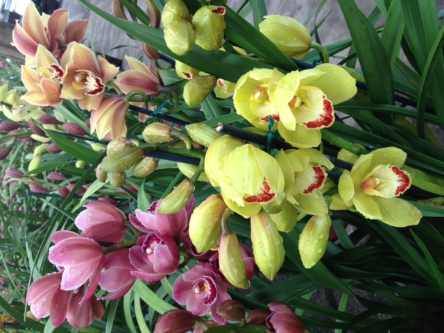 dendrobium-cunninghamii-bamboo-orchid-cunningham-s-dendrobium-winika-species-orchid