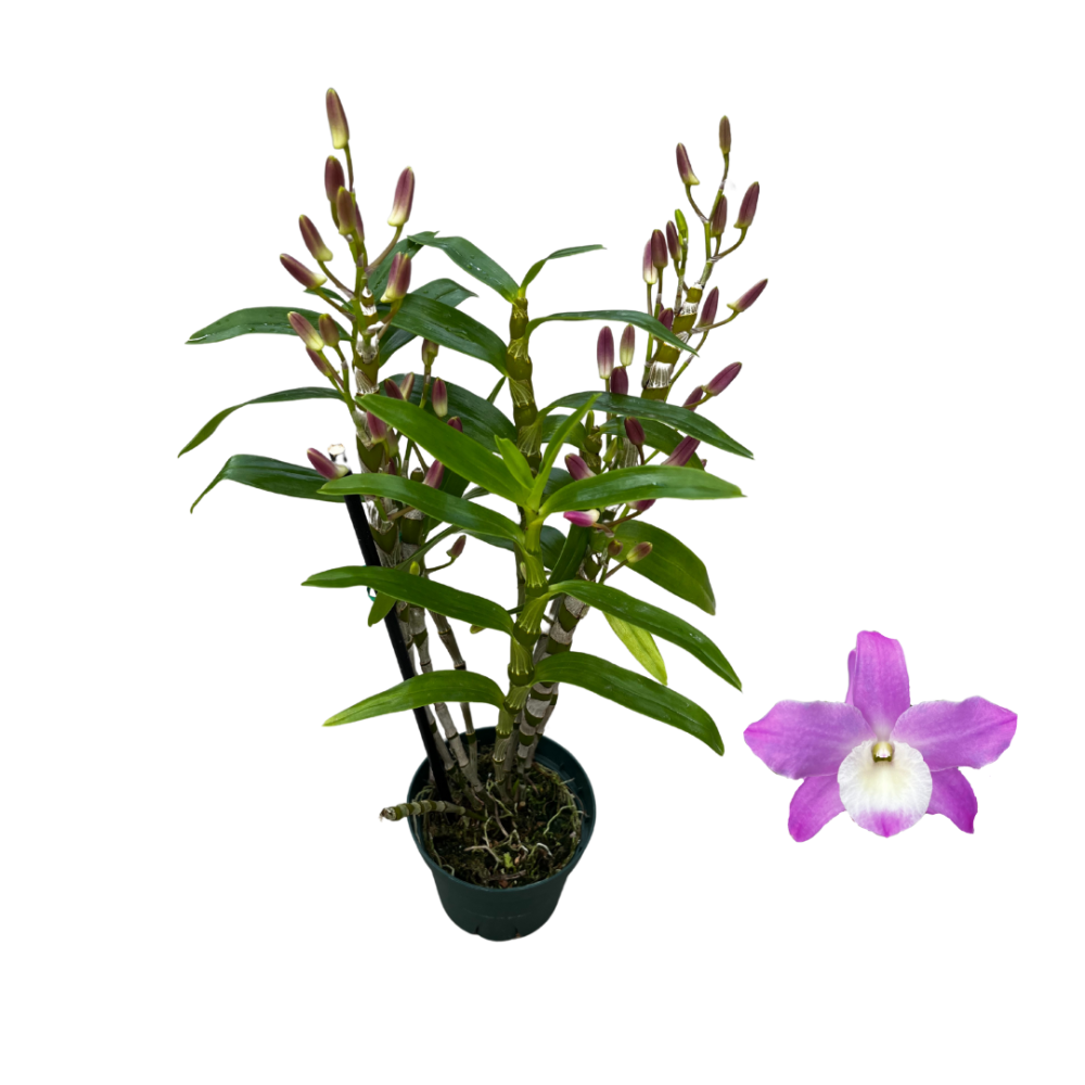 dendrobium-nobile