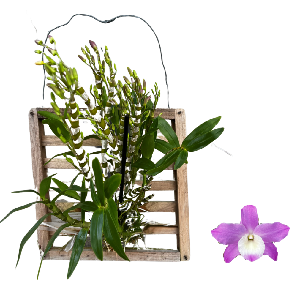 dendrobium-nobile
