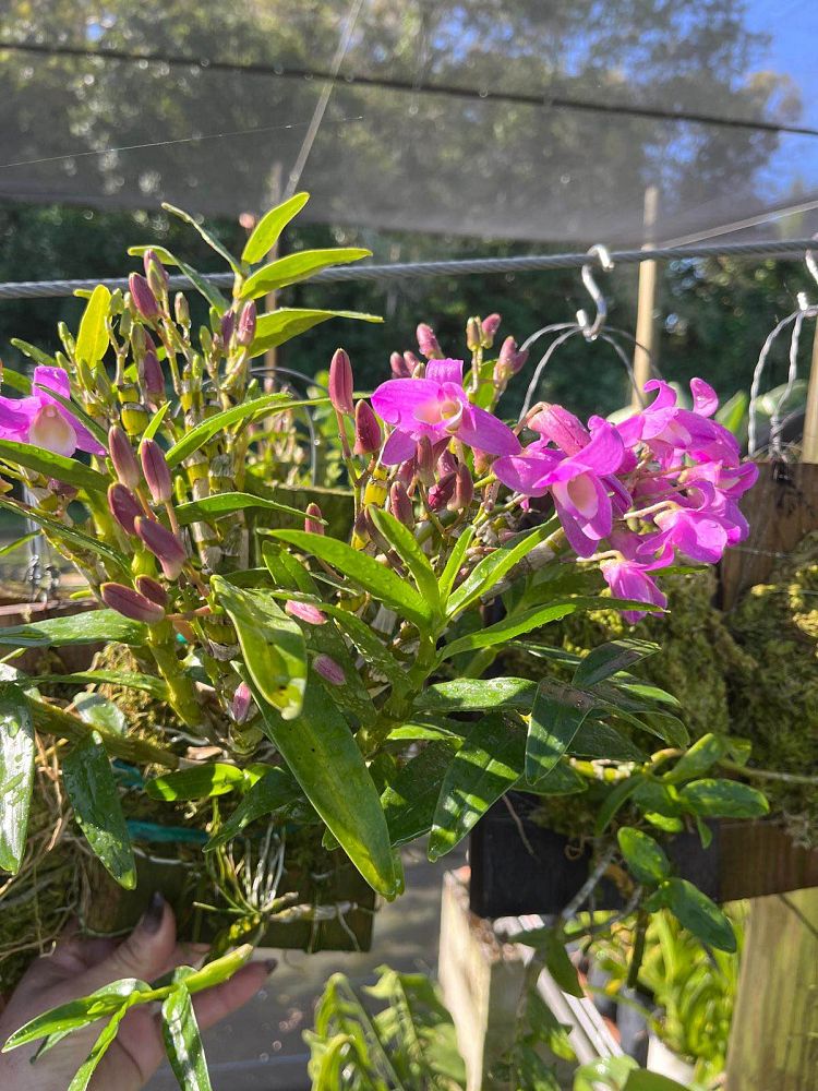 dendrobium-nobile