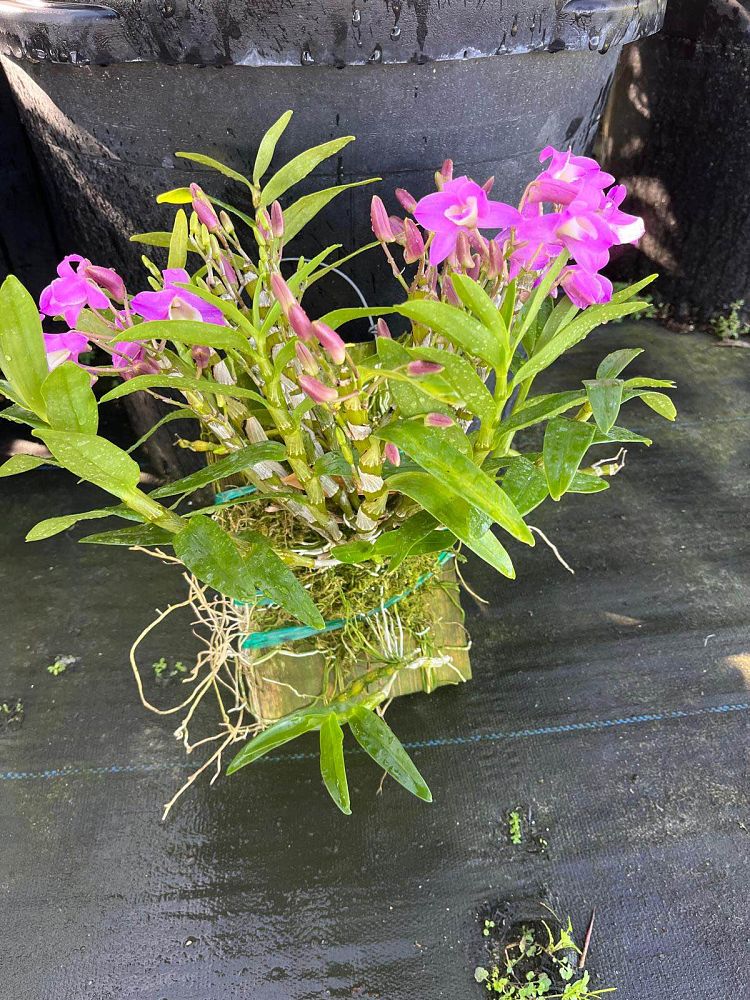 dendrobium-nobile