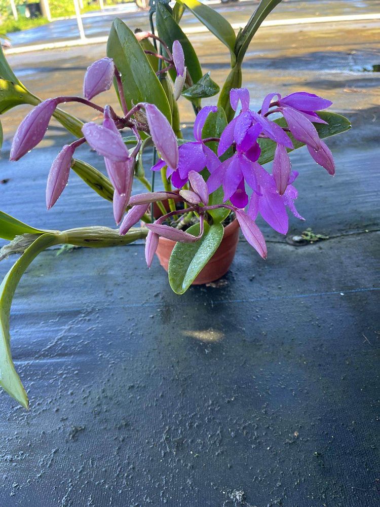 dendrobium-nobile