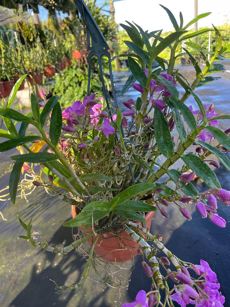 dendrobium-nobile