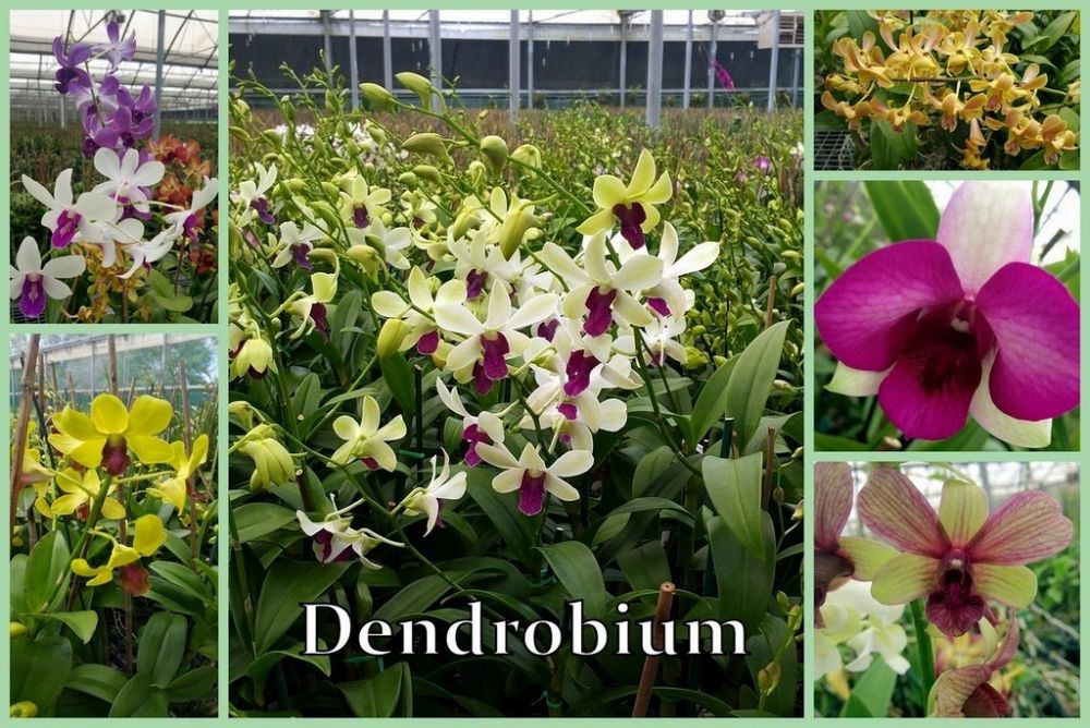 dendrobium-orchid